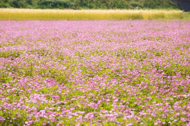 武蔵村山市　占い