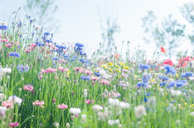 電話占いウィル　山口華