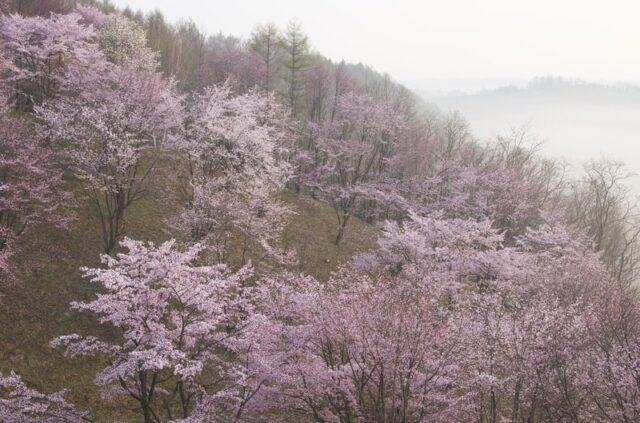 立川市　占い