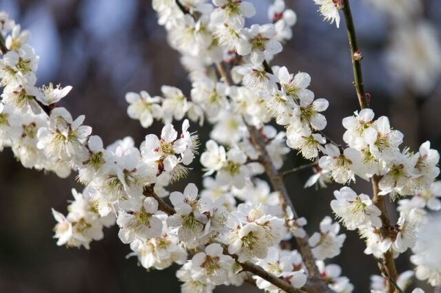 エキサイト電話占い 桜子