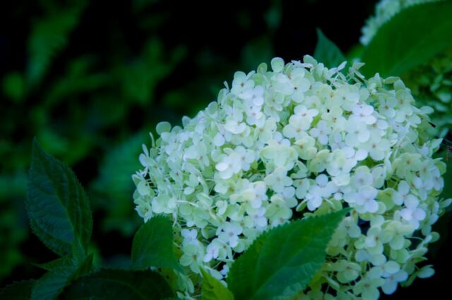 電話占いウィル　香桜