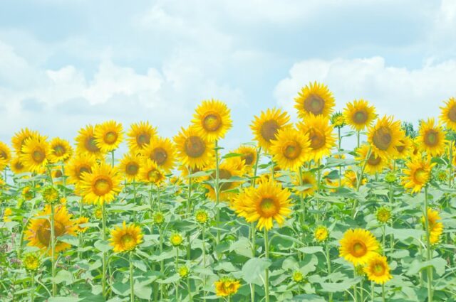 電話占いウィル　香桜