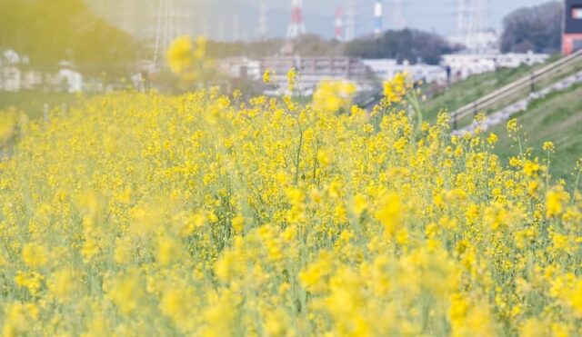 羽村市　占い